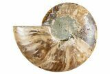 Cut & Polished Ammonite Fossil (Half) - Madagascar #345993-1